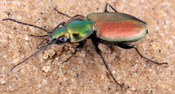 Картинка agonum+sexpunctatum животные насекомые жучок
