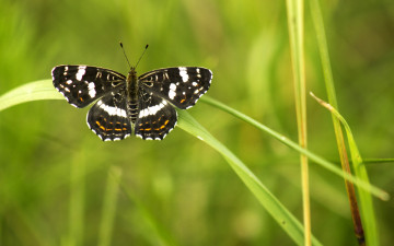 Картинка животные бабочки +мотыльки +моли зелень макро черный лето бабочка насекомое крылья боке обои фон