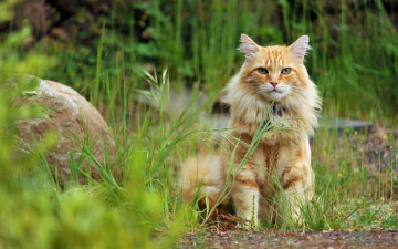Картинка животные коты природа кошка взгляд