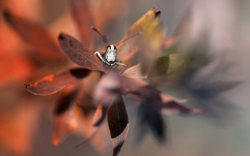 Картинка животные кузнечики +саранча макро кузнечик листочки листья растение