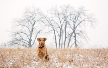 Картинка животные собаки golden retriever dog snow winter