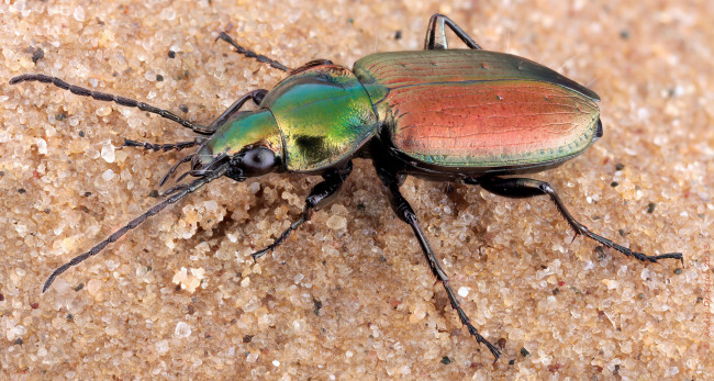 Обои картинки фото agonum sexpunctatum, животные, насекомые, жучок