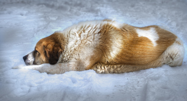 Обои картинки фото животные, собаки, взгляд, собака, снег