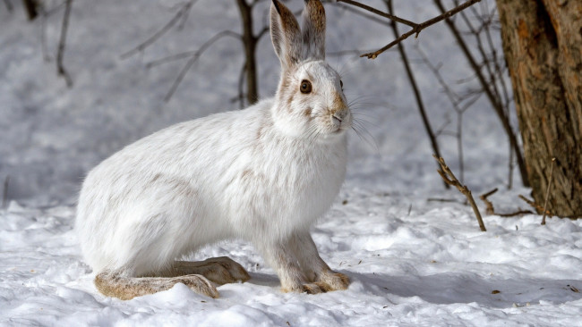 Обои картинки фото животные, кролики,  зайцы, снег, лес