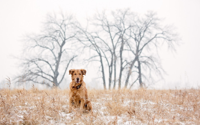Обои картинки фото животные, собаки, golden, retriever, dog, snow, winter