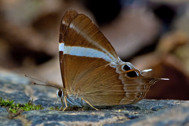 Обои картинки фото abisara neophron - tailed judy, животные, бабочки,  мотыльки,  моли, бабочка