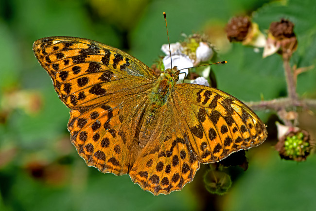 Обои картинки фото argynnis paphia - silver-washed fritillary, животные, бабочки,  мотыльки,  моли, бабочка