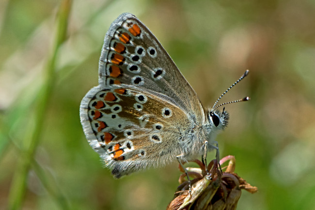 Обои картинки фото aricia agestis - brown argus, животные, бабочки,  мотыльки,  моли, бабочка