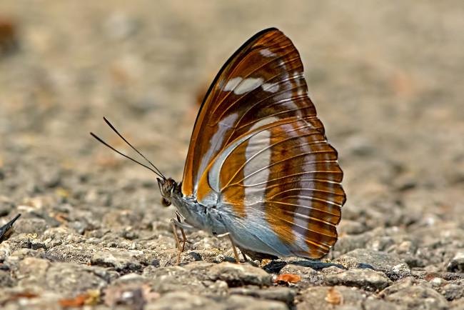 Обои картинки фото athyma cama - orange staff sergeant, животные, бабочки,  мотыльки,  моли, бабочка