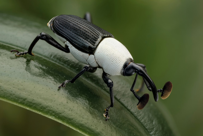 Обои картинки фото black & white weevil, животные, насекомые, жучок