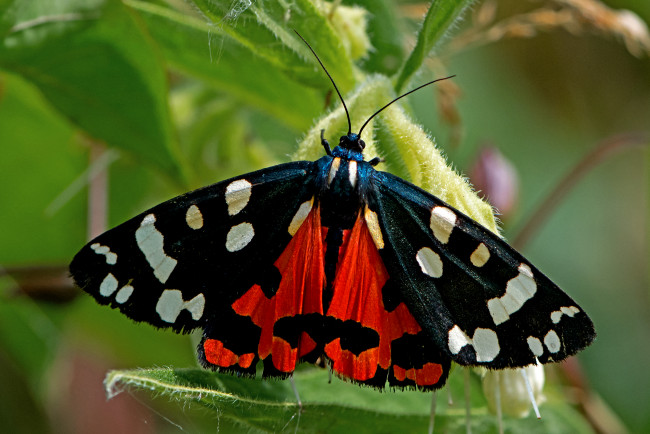 Обои картинки фото callimorpha dominula - scarlet tiger moth, животные, бабочки,  мотыльки,  моли, бабочка