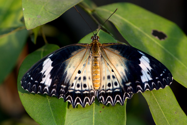 Обои картинки фото cethosia cyane - leopard lacewing, животные, бабочки,  мотыльки,  моли, бабочка