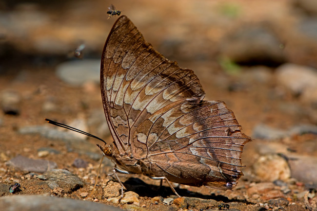 Обои картинки фото charaxes bernardus - common tawny rajah, животные, бабочки,  мотыльки,  моли, бабочка