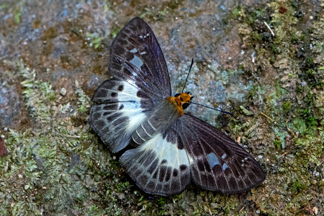 Обои картинки фото gerosis phisara - variable white flat, животные, бабочки,  мотыльки,  моли, бабочка