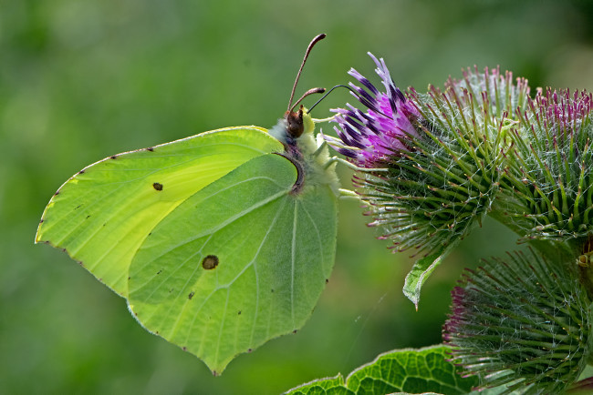 Обои картинки фото gonepteryx rhamni - the brimstone, животные, бабочки,  мотыльки,  моли, бабочка