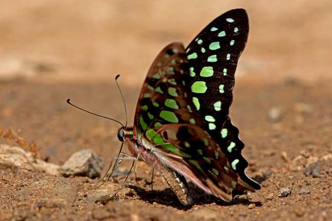 Обои картинки фото graphium agamemnon - tailed jay, животные, бабочки,  мотыльки,  моли, бабочка