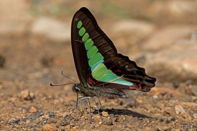 Обои картинки фото graphium sarpedon - common bluebottle, животные, бабочки,  мотыльки,  моли, бабочка