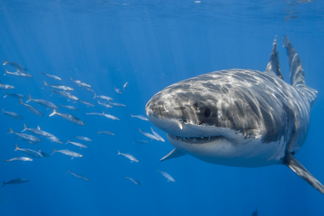 Обои картинки фото great white shark, животные, акулы, акула, глубина, океан