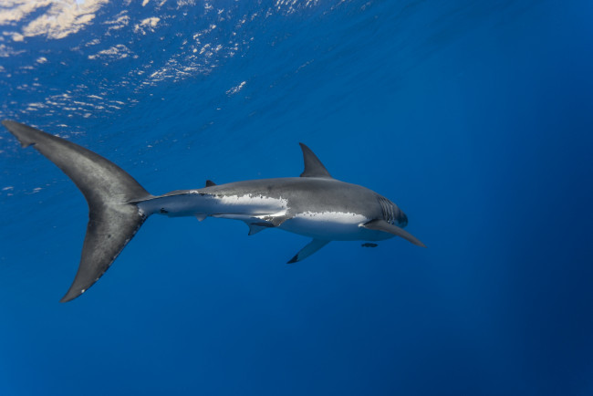 Обои картинки фото great white shark, животные, акулы, акула, глубина, океан