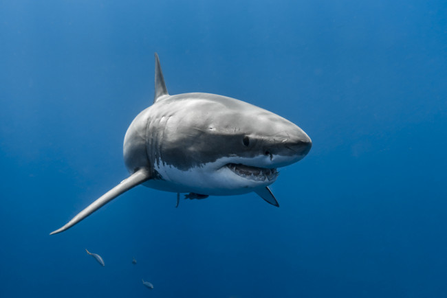 Обои картинки фото great white shark, животные, акулы, океан, акула, глубина