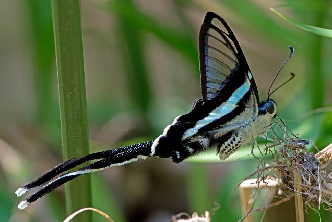 Обои картинки фото lamproptera meges - green dragontail, животные, бабочки,  мотыльки,  моли, бабочка