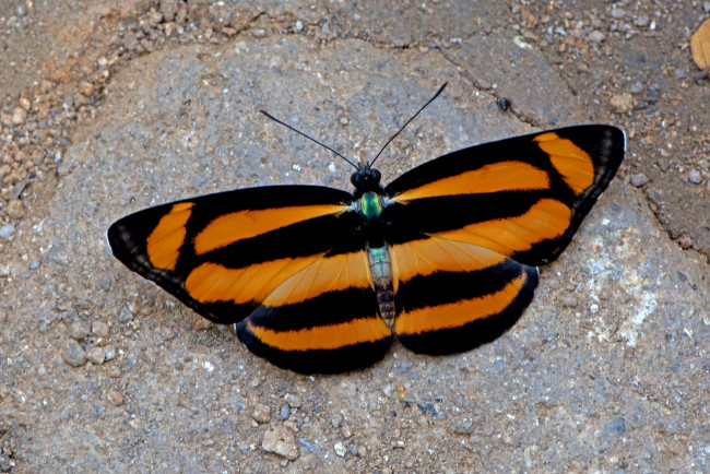 Обои картинки фото lasippa viraja - yellow-jak lascar, животные, бабочки,  мотыльки,  моли, бабочка
