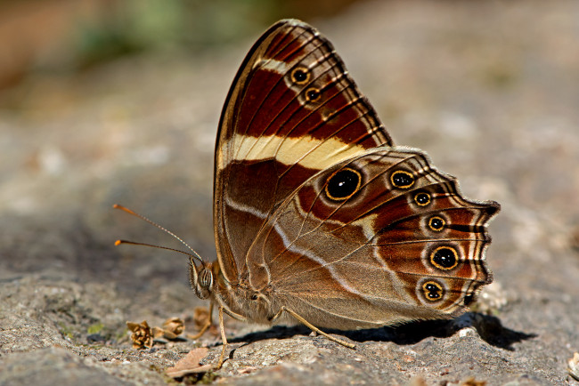 Обои картинки фото lethe confusa - banded treebrown, животные, бабочки,  мотыльки,  моли, бабочка