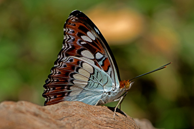 Обои картинки фото moduza procris - the commander, животные, бабочки,  мотыльки,  моли, бабочка
