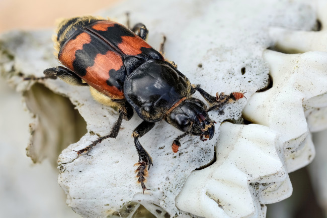 Обои картинки фото nicrophorus vespillo, животные, насекомые, жучок