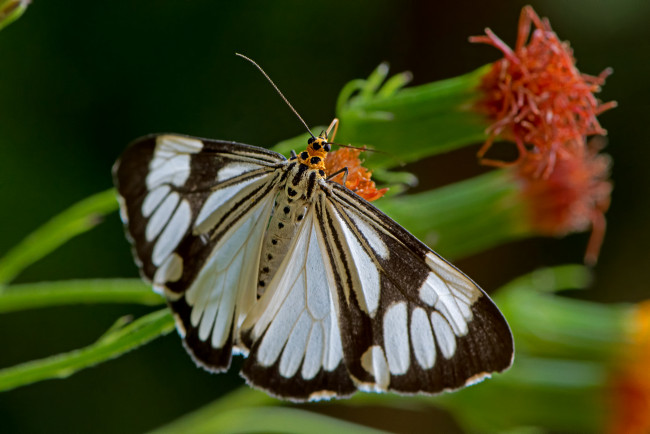 Обои картинки фото nyctemera coleta - marbled white moth, животные, бабочки,  мотыльки,  моли, бабочка