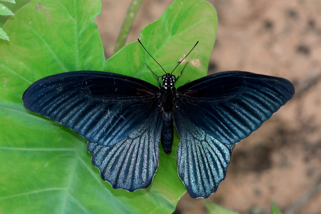 Обои картинки фото papilio memnon - great mormon, животные, бабочки,  мотыльки,  моли, бабочка