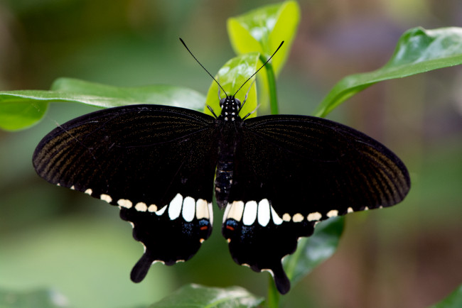 Обои картинки фото papilio polytes - common mormon, животные, бабочки,  мотыльки,  моли, бабочка