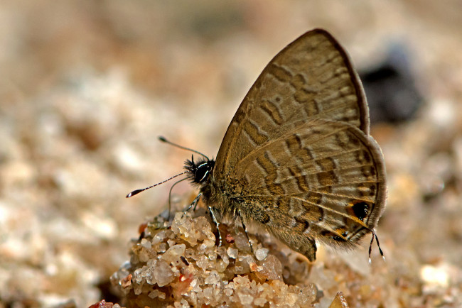 Обои картинки фото prosotas nora - common lineblue, животные, бабочки,  мотыльки,  моли, бабочка