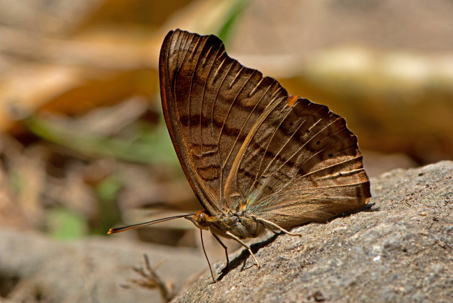 Обои картинки фото pseudergolis wedah - the tabby, животные, бабочки,  мотыльки,  моли, бабочка