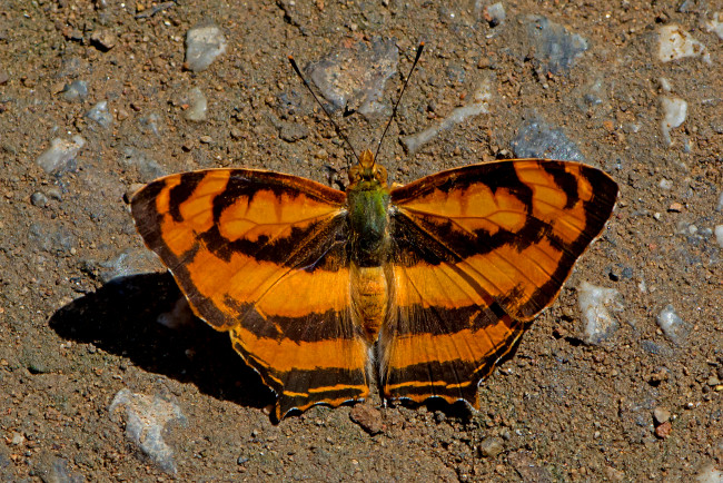 Обои картинки фото symbrenthia lilaea - common jester, животные, бабочки,  мотыльки,  моли, бабочка