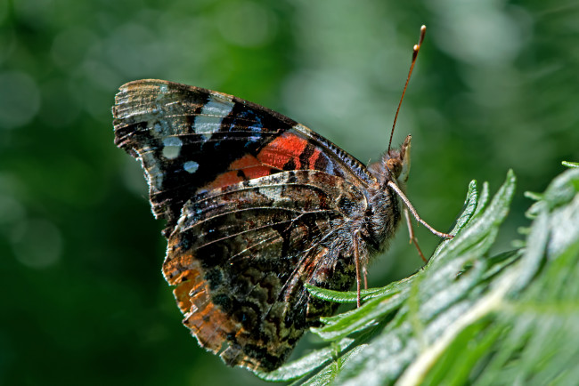 Обои картинки фото vanessa atalanta - red admiral, животные, бабочки,  мотыльки,  моли, бабочка