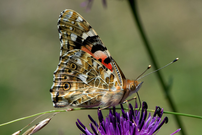 Обои картинки фото vanessa cardui - painted lady, животные, бабочки,  мотыльки,  моли, бабочка