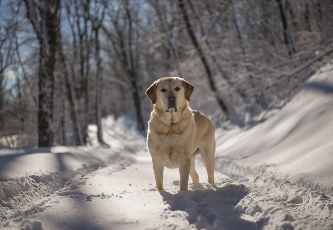 Обои картинки фото животные, собаки, собака, взгляд, друг, зима, лес, снег