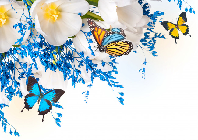 Обои картинки фото животные, бабочки,  мотыльки,  моли, цветы, тюльпаны, коллаж, мотылек, крылья, бабочка, лепестки