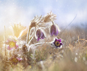 Картинка цветы анемоны +сон-трава макро капли дымка свет
