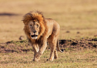 Картинка животные львы царь