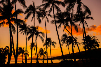 Картинка природа тропики побережье пальмы