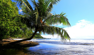 Картинка природа тропики побережье пальмы