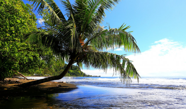 Обои картинки фото природа, тропики, побережье, пальмы