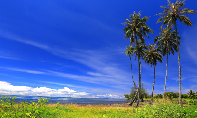 Обои картинки фото природа, тропики, пальмы, побережье