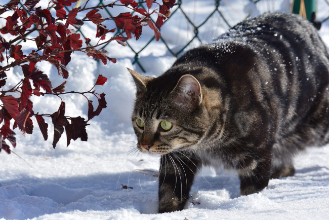 Обои картинки фото животные, коты, кот, кошка, снег, зима, ветки