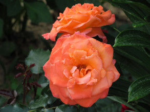 Картинка цветы розы персиковые дуэт