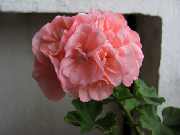 Обои картинки фото цветы, герань, розовая, соцветие