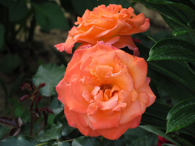 Обои картинки фото цветы, розы, персиковые, дуэт