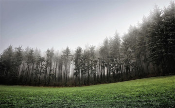 обоя природа, лес, лужайка, туман